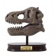 Dinosaur skull - Tyrannosaurus