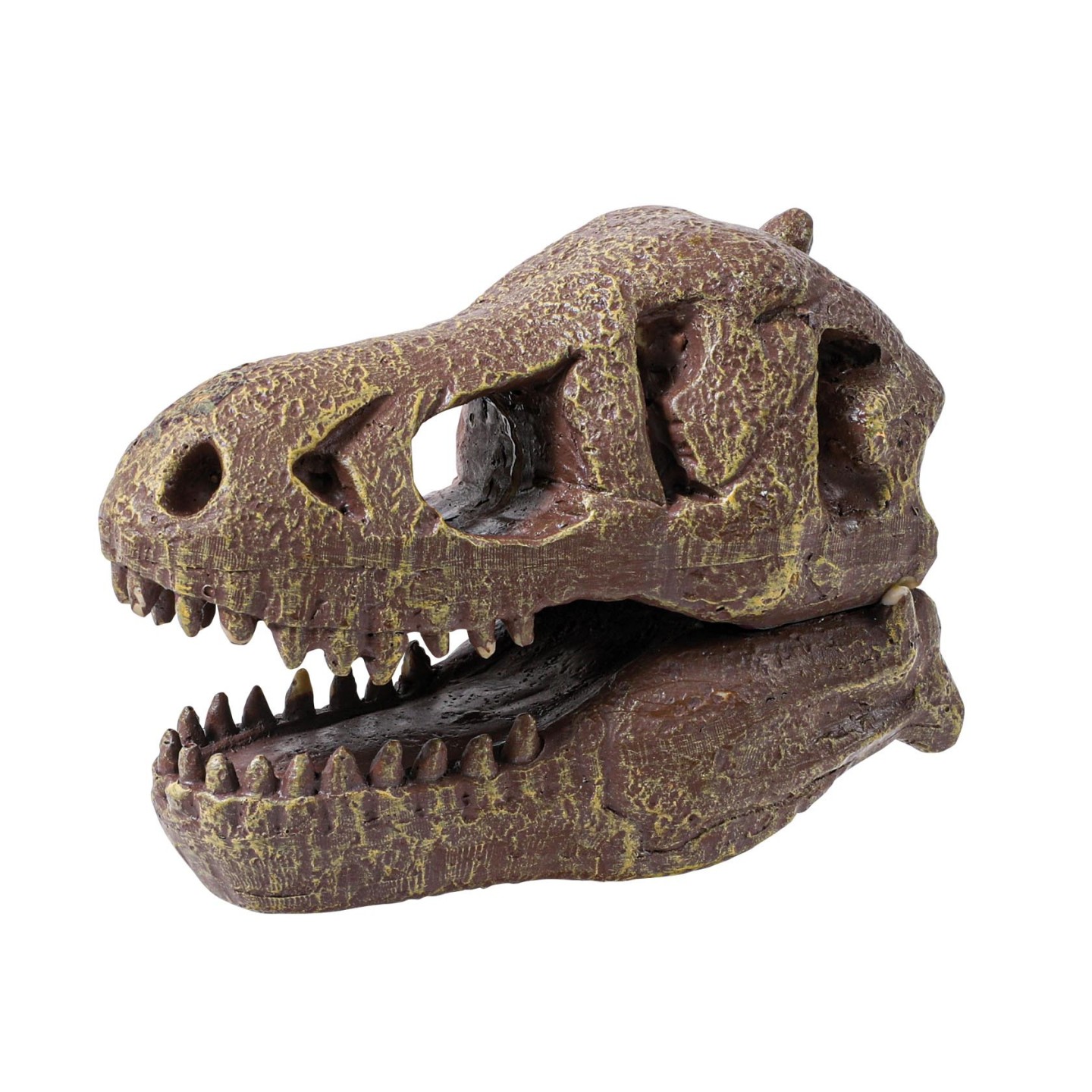 Museum Skull T-rex Tyrannosaure
