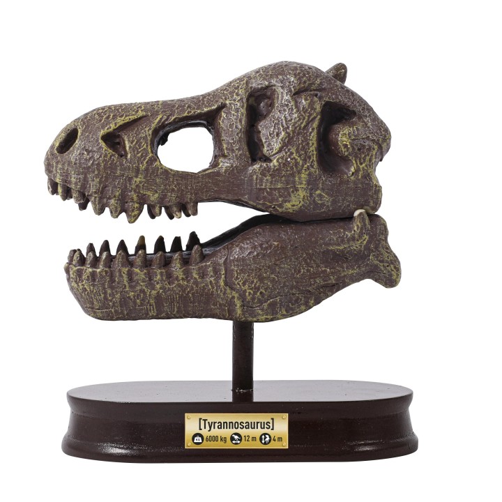Museum Skull T-rex Tyrannosaure