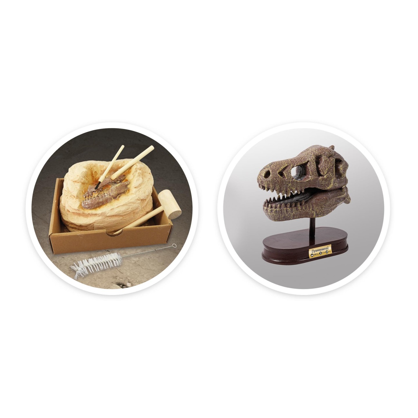 Museum Skull T-rex Tyrannosaure