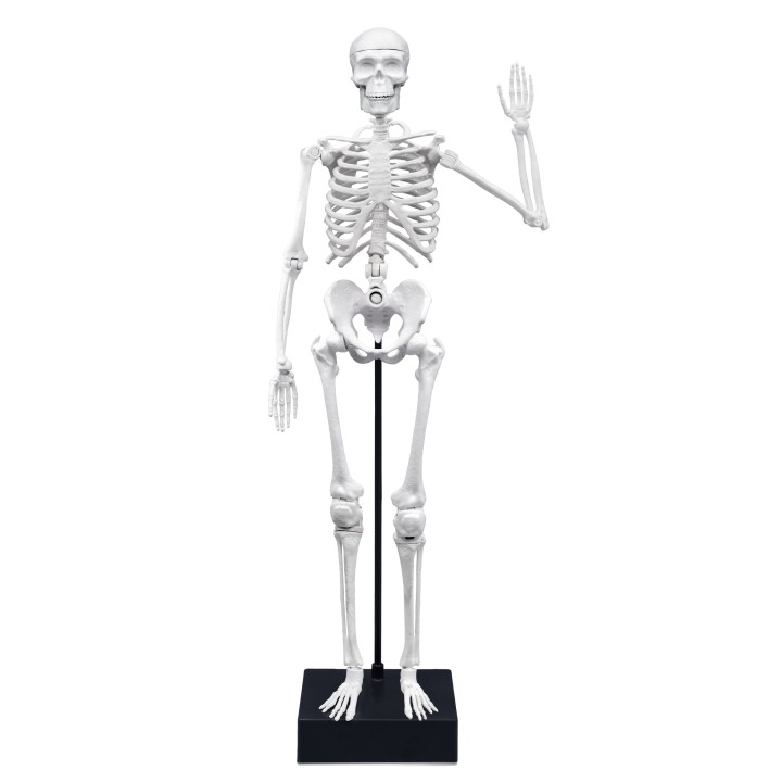 Skeleton 45 cm