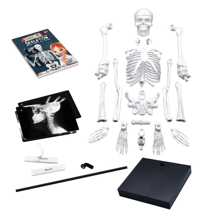 Skeleton 85 cm