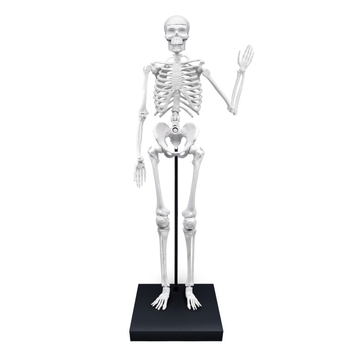 Skeleton 85 cm