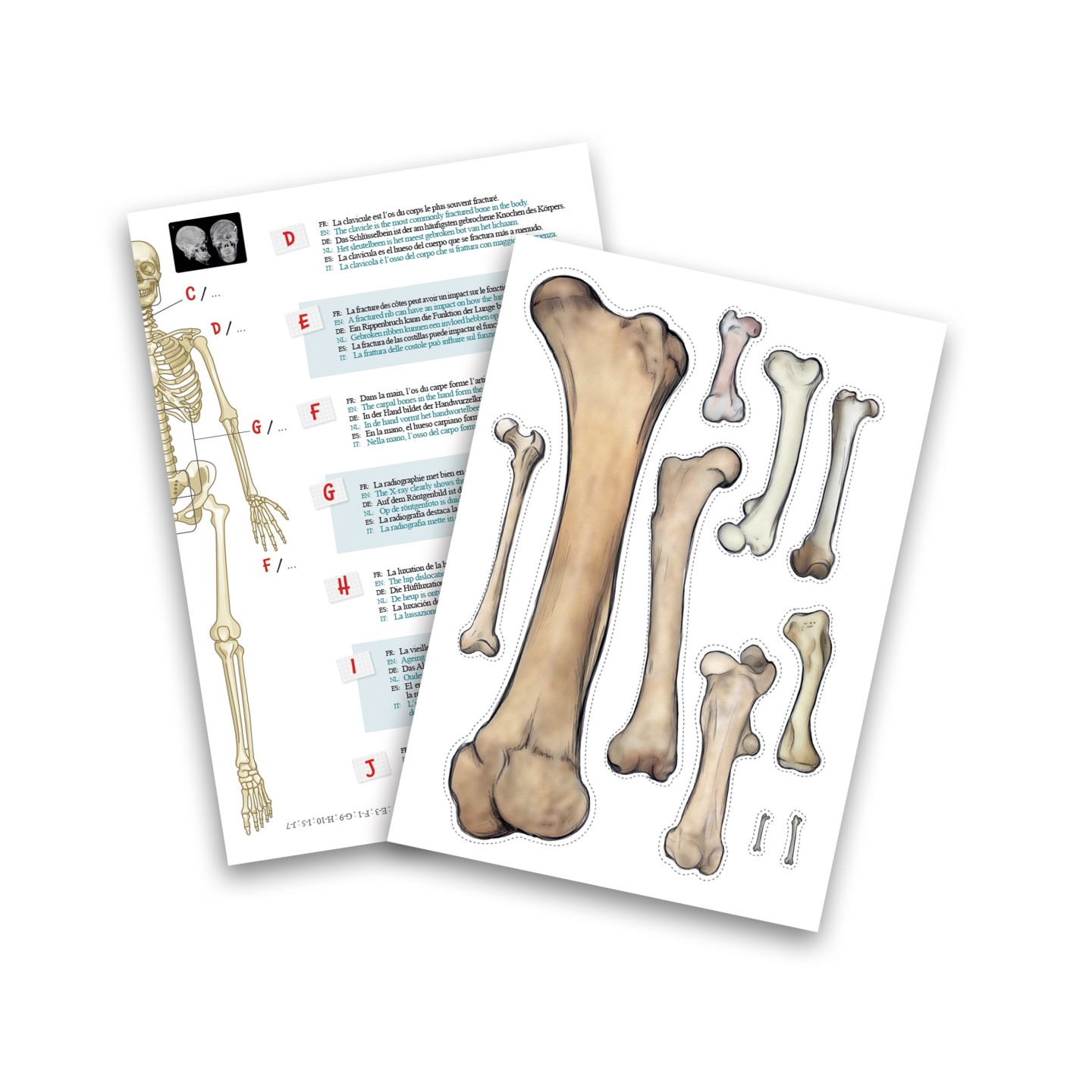 Skeleton 85 cm