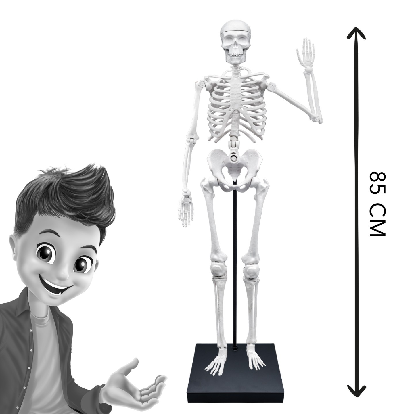 Skeleton 85 cm