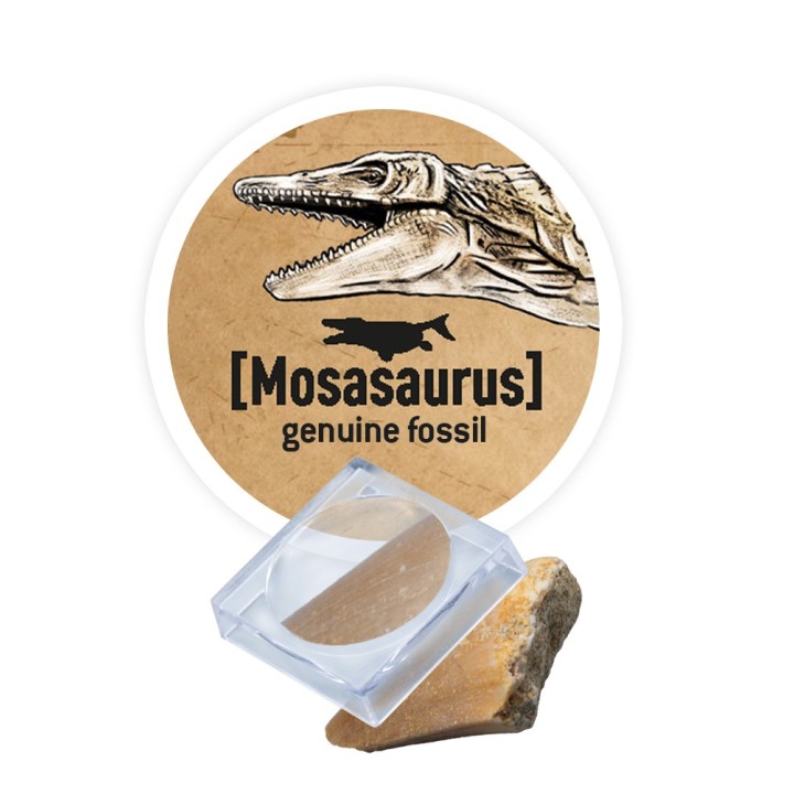 Dino Dig Brachiosaurus